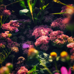 The botanical garden