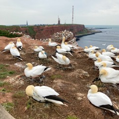 Heligoland Gannets