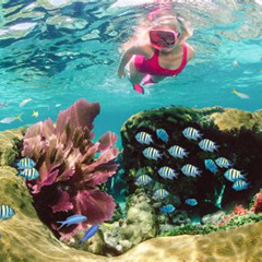 Best Snorkeling In Key Largo John Pennekamp Prices Reviews