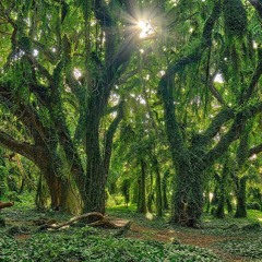 Forest Hum