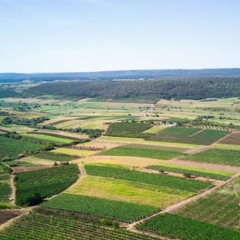 A Tapestry of Green: Exploring Farm Plots in South Delhi’s Rural Enclaves