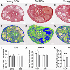 Moderate Caloric Restriction May Slow Ovarian Aging in Primates