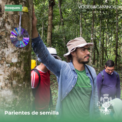 Parientes de semilla