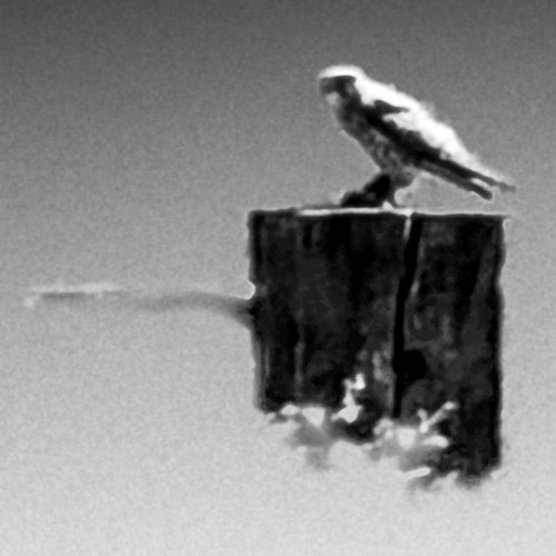 A B&C Duo - Ride The Pluck JaZzZeker