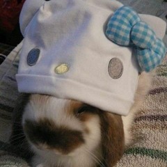 bunny music