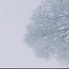 式日 / 初音ミク, flower