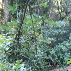 Ganjah - 14 - Instrumental - Prod.MaikãoBeatz