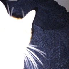 gato pasa, solo salta