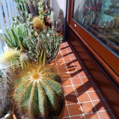 Laissez Pousser - Let It Grow