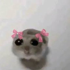 Mix2 soy una rata con un lacito rosa
