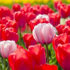 財津和夫（チューリップ）- 心の旅(DJ満井輔丸 Bootleg House Remix)Buy = Free Download