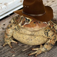 Country Toad!