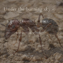 a procession of ants without end / Naviarhaiku 622