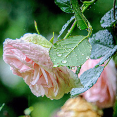One Child, One Rose