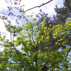 Je suis libre, tout à fait libre... quel bonheur!