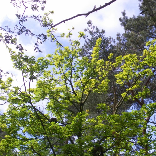 Je suis libre, tout à fait libre... quel bonheur!