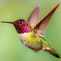 Hummingbird