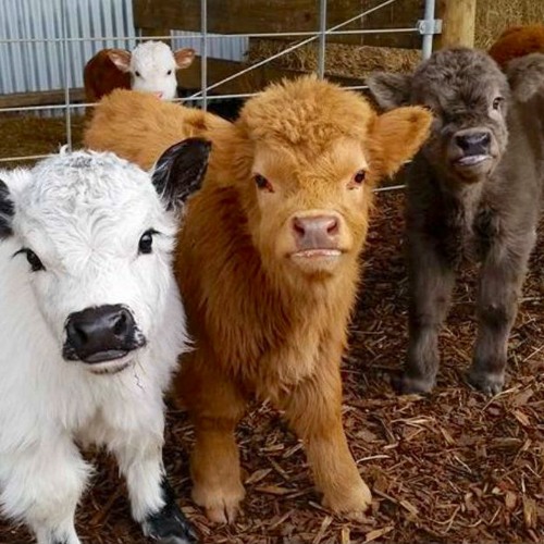 i pay the rent to the cows freeestyle >:)