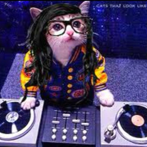 Skrillex cat