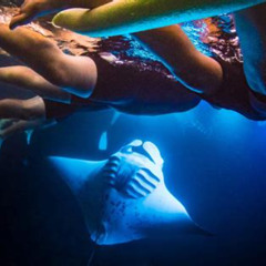 Best Night Snorkel With Manta Rays Kona Prices Reviews