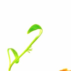 How Things Grow - Made with Koup Music for TEDxSydney 2024