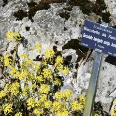 Musical Garden