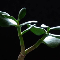 Katere rastline prinašajo srečo in katere ne?!