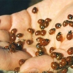 Temporada de Hemorragia