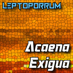 Acaena Exigua