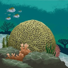 Coral-Cérebro