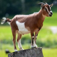 Lil Prince "Playen Wit M3" Ft. Duck Geezy