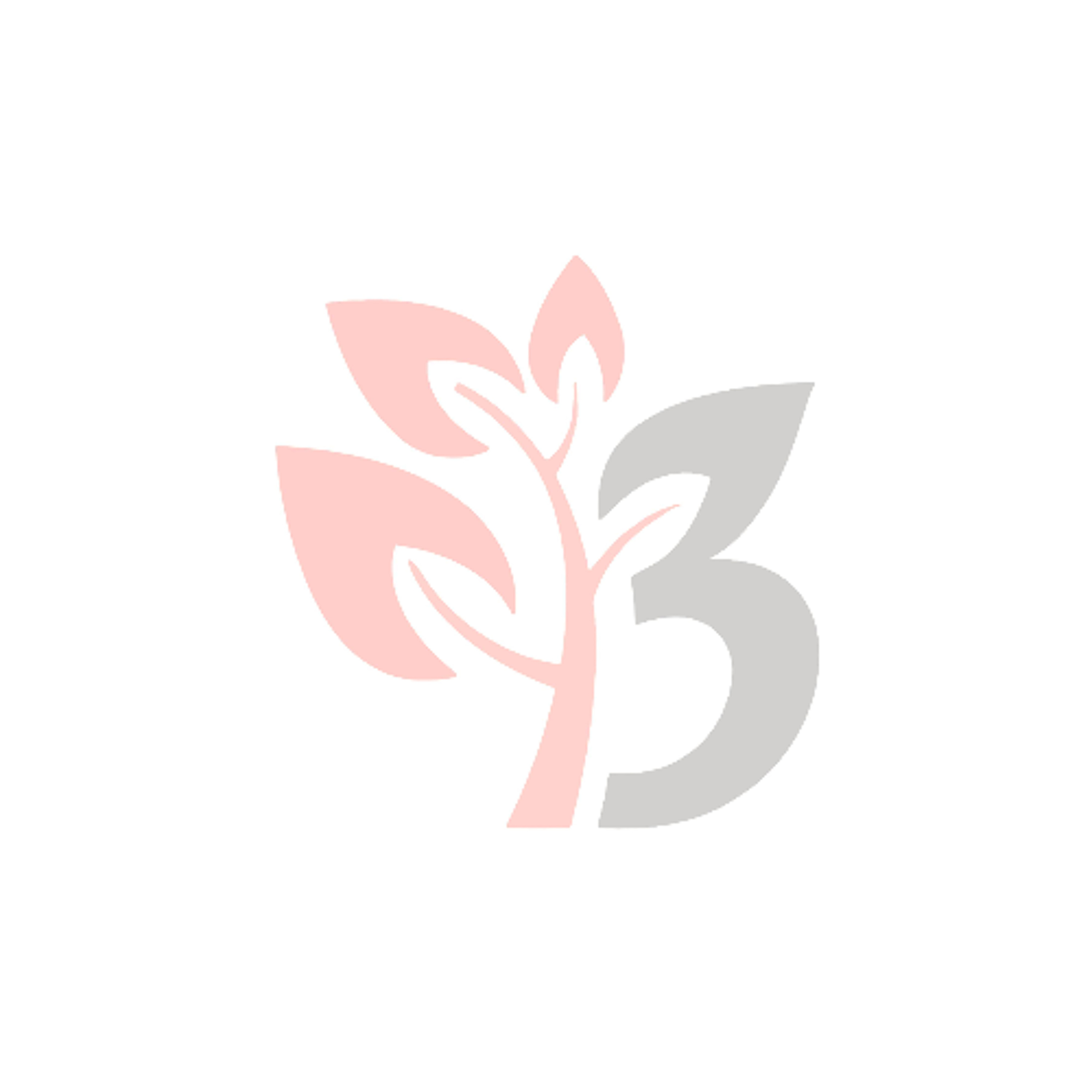 The Gospel Story:  Lineage