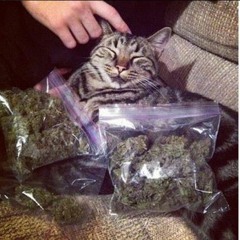 Meow [prod. HeyyLotus x warheart]