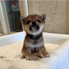 Healthy Shiba Puppies for Sale in France – Meet MONAKA, an Authentic Mame Shiba from Japan