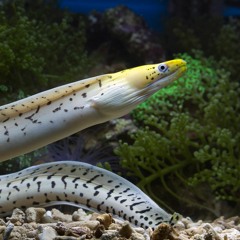 Lessons From The Life Cycle Of An Eel