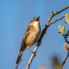 Sedge Warbler of Brady Island