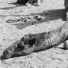 ‎⁨قف وناظر⁩