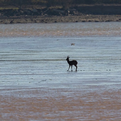 calmagetron - Walking Ohm - watch for deer on the road in November