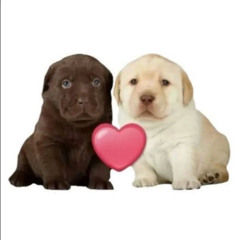 Love Sick Puppy(prod by sickboi)