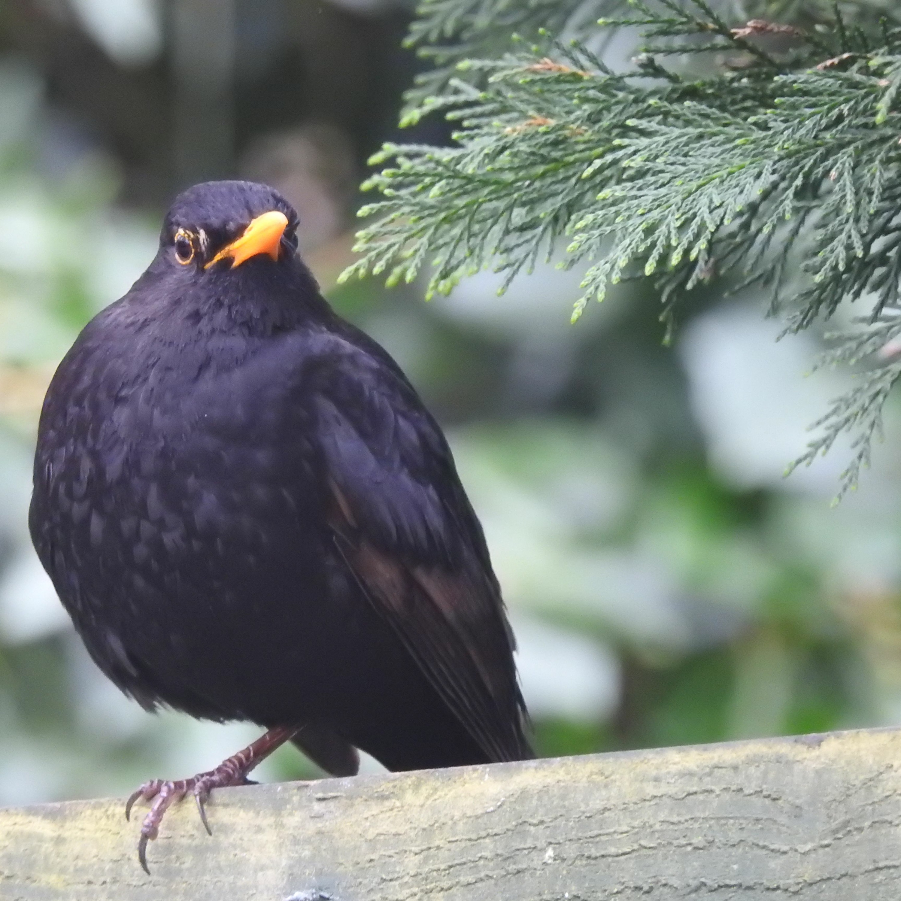 BLACKBIRD SONG - TURDUS MERULA AT ITS MOST BEAUTIFUL episode artwork