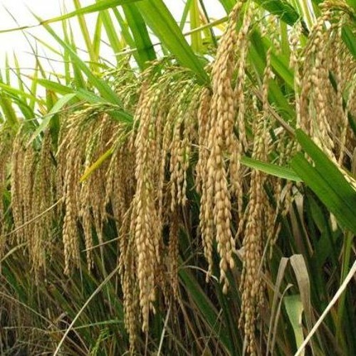 மானாவாரி நெல் சாகுபடியில் உயர் விளைச்சல் ரகங்கள் மற்றும் விதை நேர்த்தி தொழில்நுட்பம்
