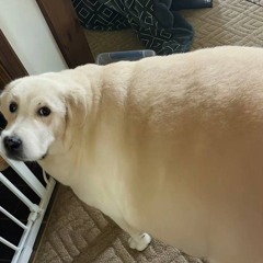 FEOFILOV - Certified ̶д̶ж̶е̶с̶б̶и̶  рома