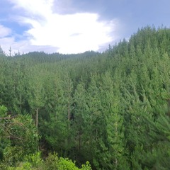 #CAKAU- Domo Ciri Yawa