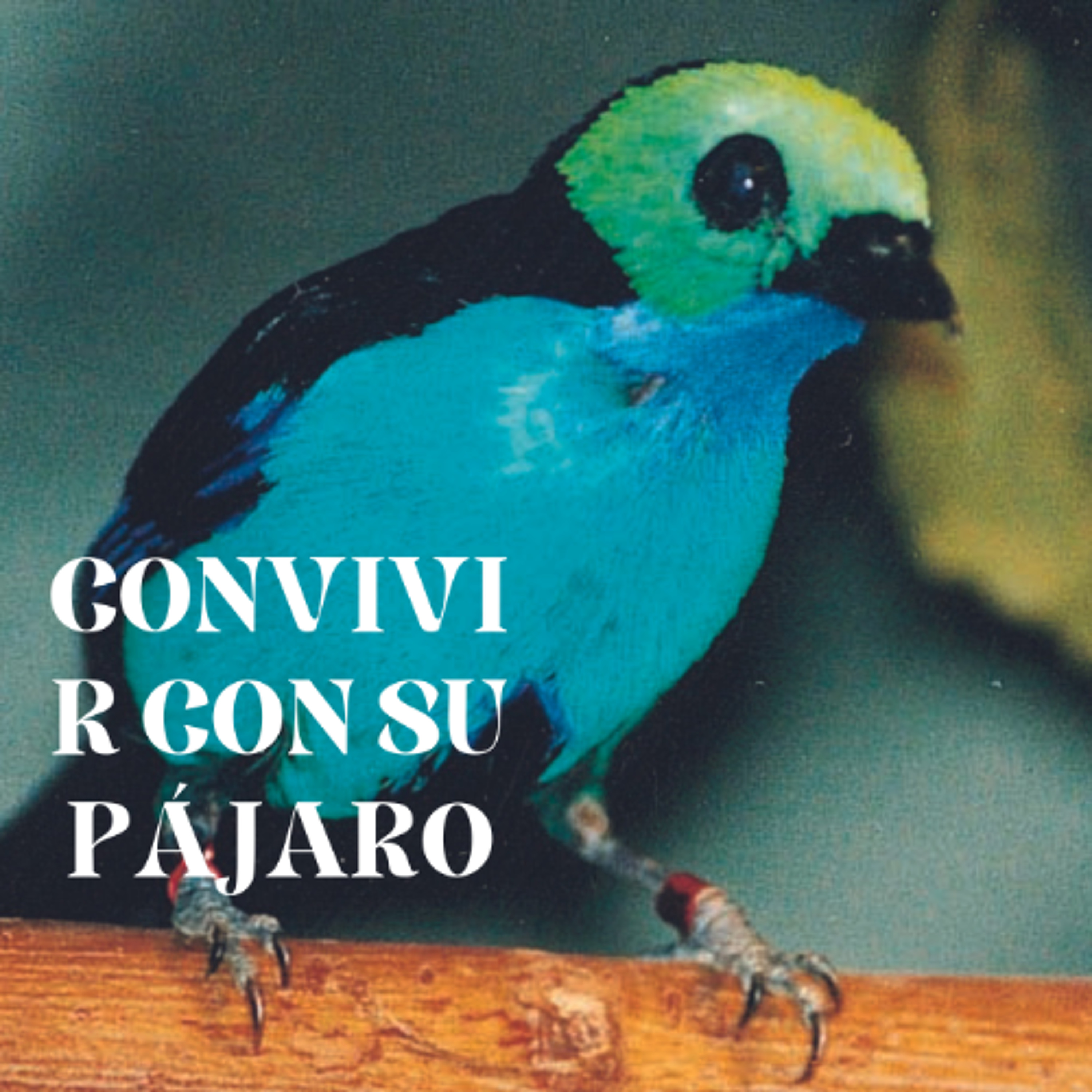 Devecchi Ediciones
