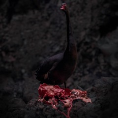 jhl - pollution