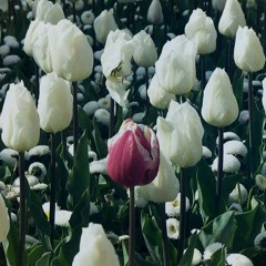 out of all the flowers in the world, i choose you
