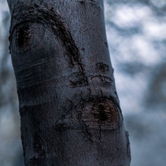 ECHOES OF RUST