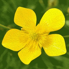 Buttercup