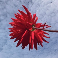 Sounds Of The Park w/ Polymers: 29th September '25