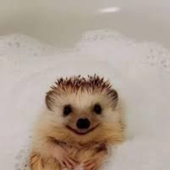 sad hedgehog